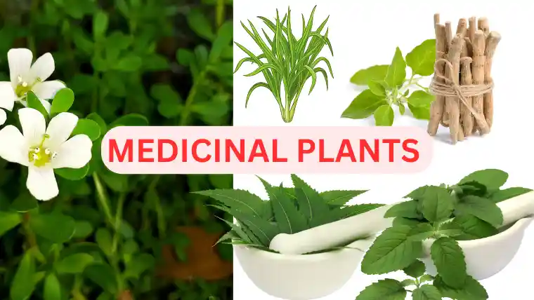 Medicinal Plants in india