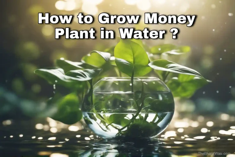 how to grow money plant in water