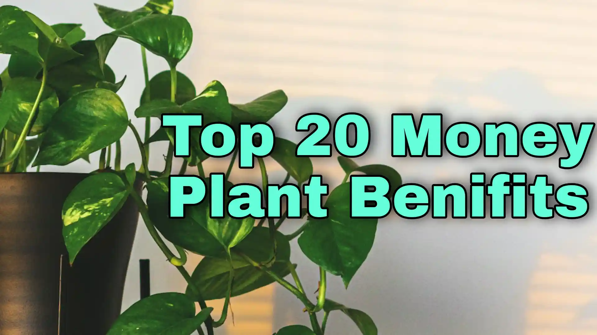 money plant benefits