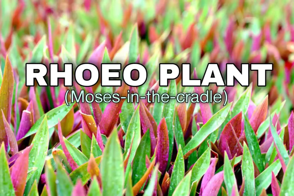 Moses-in-the-cradle rhoeo Plant 