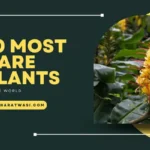 10 Most Rare Plants in the World