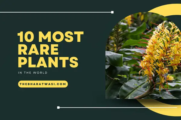 10 Most Rare Plants in the World