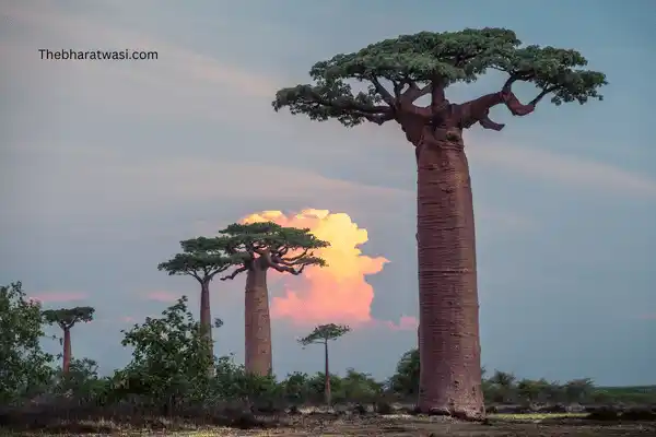 Baobab Trees (Adansonia) image