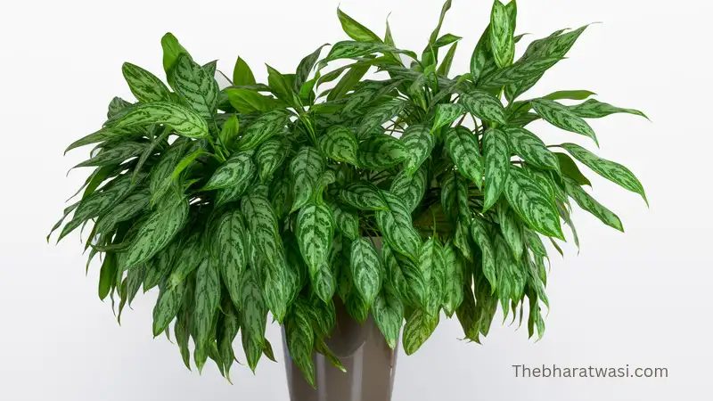 Chinese evergreen Aglaonema plant photos