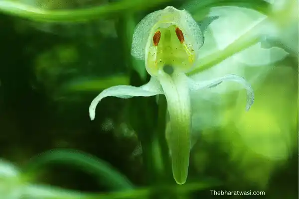 Ghost Orchid (Dendrophylax lindenii) image