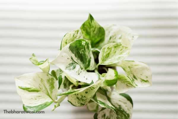 Jade Pothos plant image