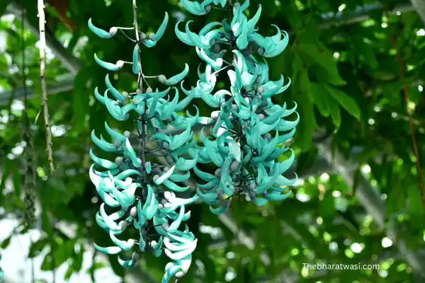 Jade Vine (Strongylodon macrobotrys) image