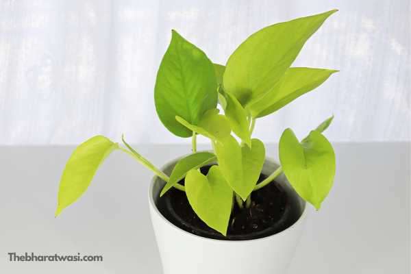 Neon pothos plant image