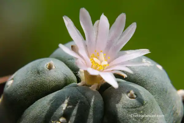 Peyote Cactus (Lophophora williamsii) image