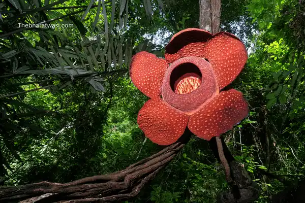 Rafflesia Arnoldii (The Largest Flower in the world) image