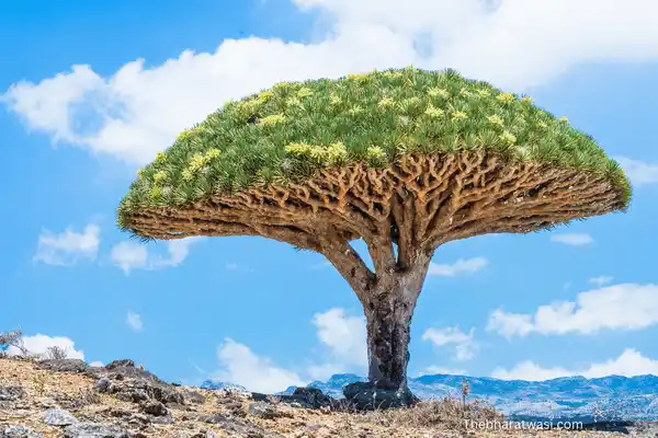 Socotra Dragon Tree (Dracaena cinnabari) image
