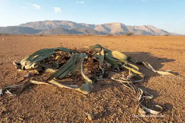 Welwitschia Mirabilis (Living Fossil) image