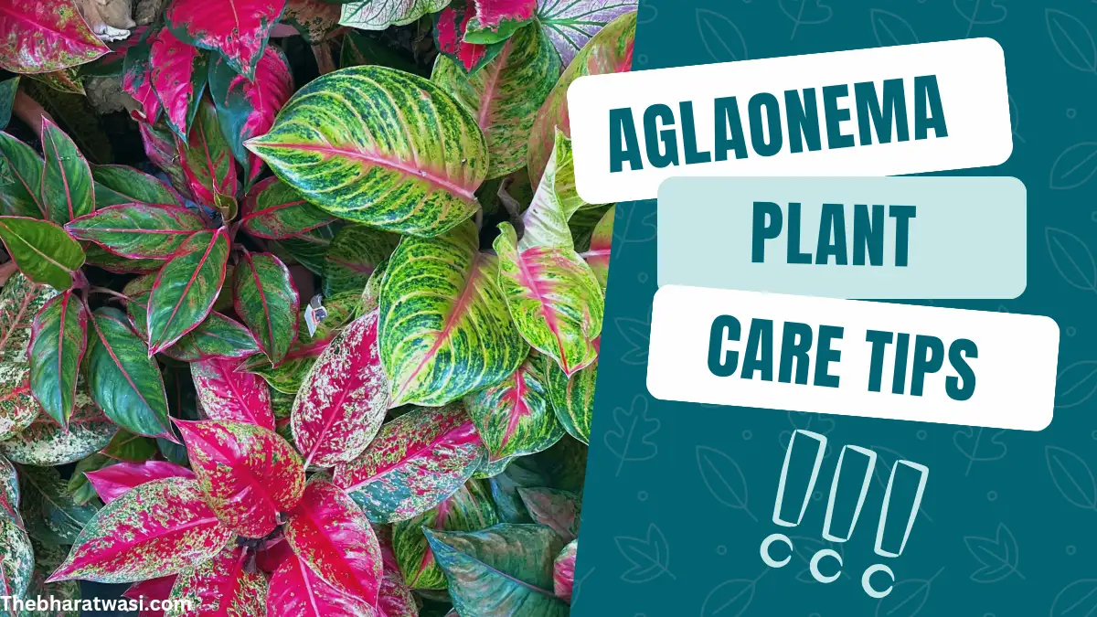 aglaonema plant care tips