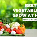 best Vegetables to Grow at home