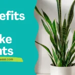 Snake Plant Benefits at Home Indoor and Bedrooms