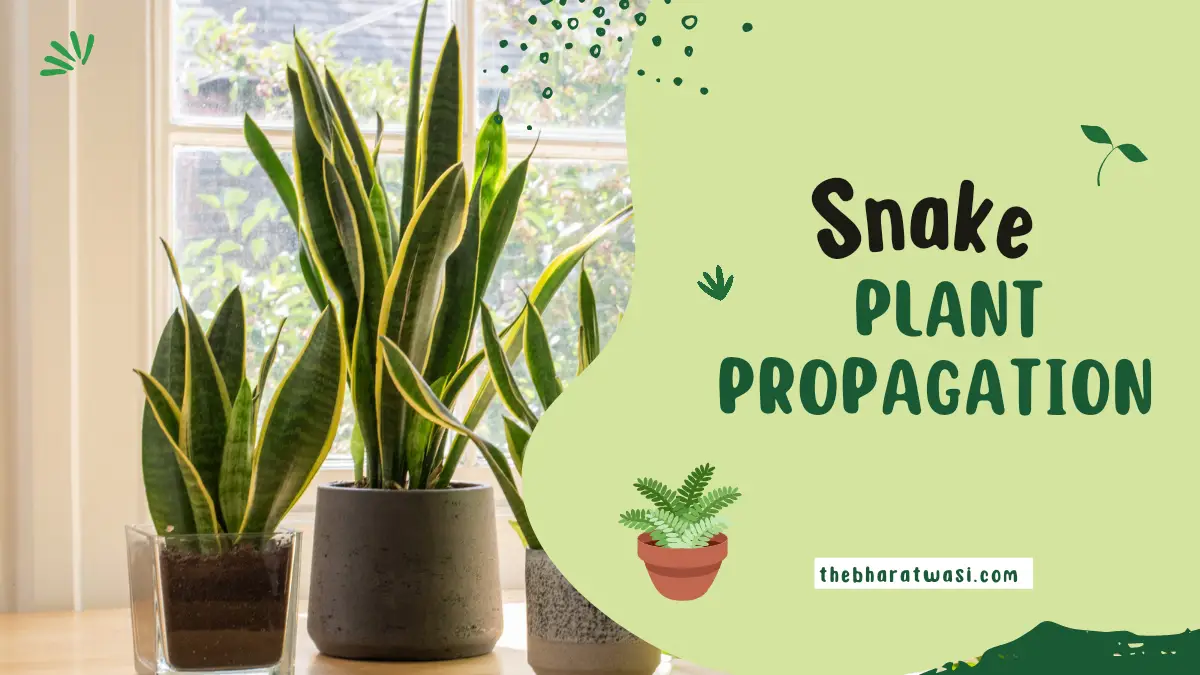 Snake Plant Propagation Tips