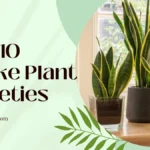 Top 10 Snake Plant Varieties With Names